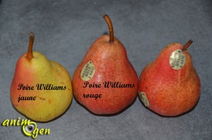 Alimentation : la poire Williams rouge, une caresse vitaminée pour nos perroquets