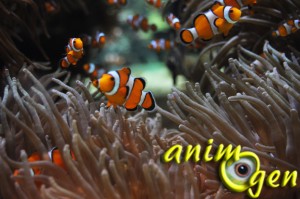 Poisson clown (Amphiprion-ocellaris)