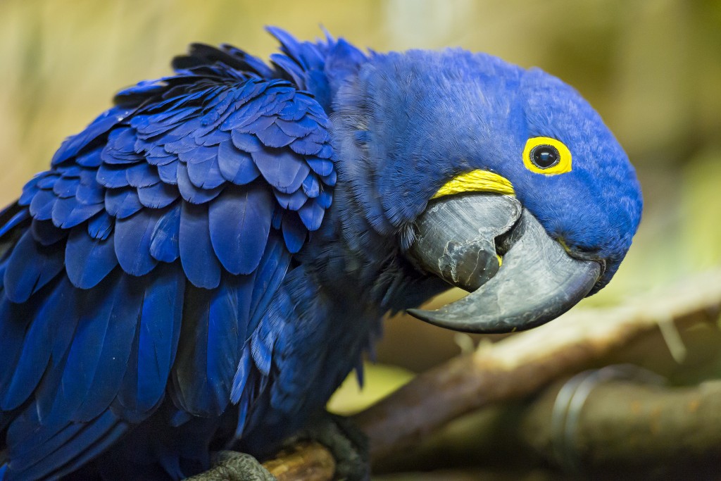 Le mystère des plumes bleues des oiseaux enfin résolu