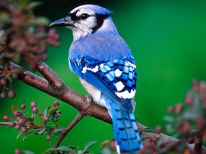 Le mystère des plumes bleues des oiseaux enfin résolu