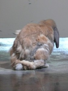 Entretenir le pelage des lapins par le brossage