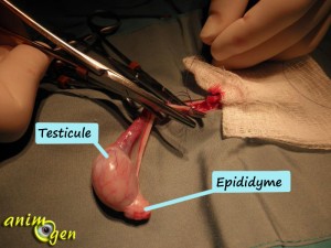 La castration du chien (rôle, âge minimum et déroulement)