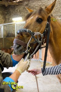 dentiste-équin-dent-bouche-cheval-surdent-loup-animogen-5