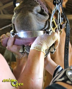 Cheval : rendez-vous avec le dentiste équin