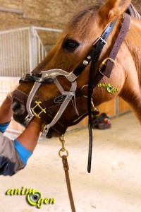 Cheval : rendez-vous avec le dentiste équin