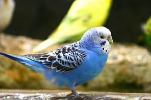 Perruche ondulée, ou Melopsittacus undulatus