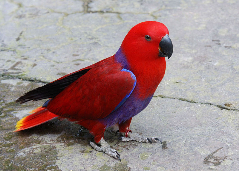 Le grand Eclectus Eclectus ou Eclectus roratus animOgen