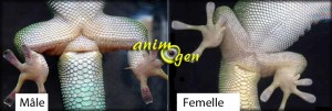 geckos-diurnes-Madagascar-Phelsuma-madagascariensis-reptiles-NAC-animal-animaux-compagnie-animogen-reproduction-1