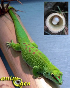 Les spécificités des geckos du genre Phelsuma : sexage et reproduction