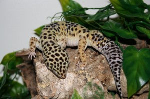 Le Gecko léopard, ou Eublepharis macularis