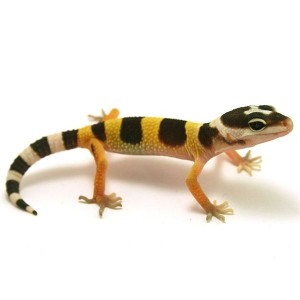 Le Gecko léopard, ou Eublepharis macularis