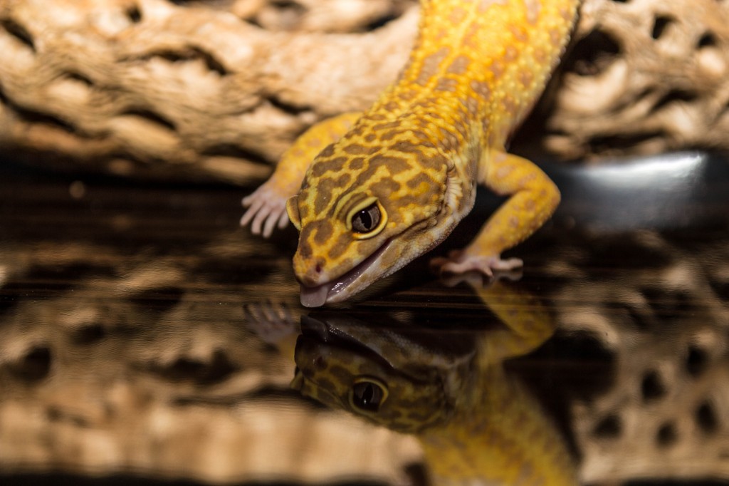 Le Gecko léopard, ou Eublepharis macularis