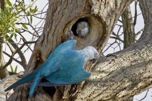 Ara de Spix, ou cyanopsitta spixii, la véritable histoire du perroquet bleu de "Rio"