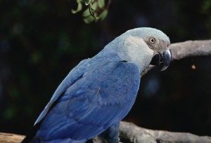 Ara de Spix, ou cyanopsitta spixii, la véritable histoire du perroquet bleu de "Rio"