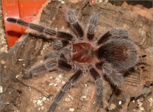 La mygale rose du Chili, ou Grammostola rosea, nouvel animal de compagnie