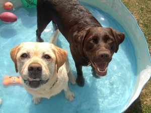 Les secrets d’un été en toute sécurité avec nos chiens et chats