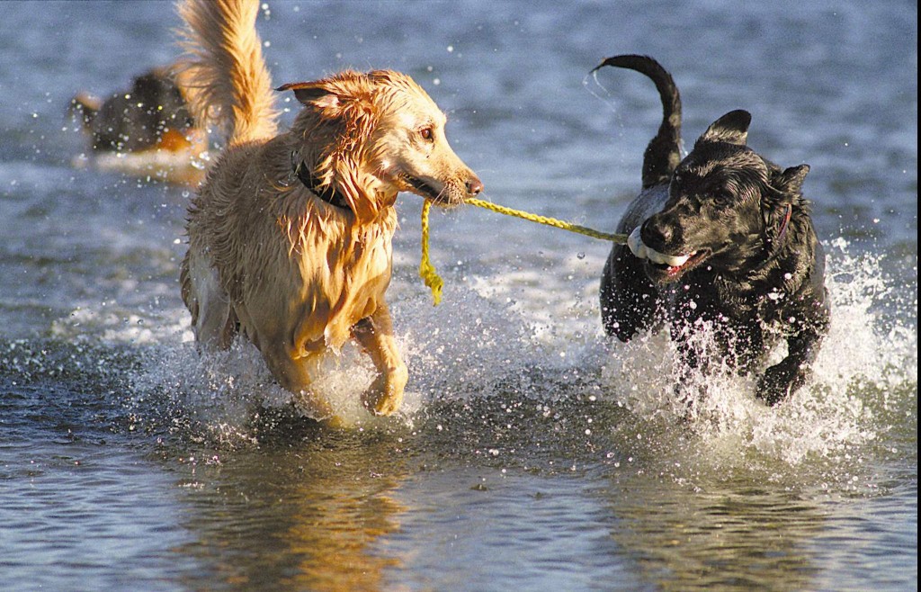 Les secrets d’un été en toute sécurité avec nos chiens et chats