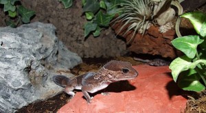 Le Gecko à queue grasse, Hemitheconyx caudicinctus, un lézard aux airs de gecko léopard