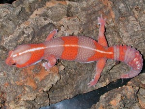 Le Gecko à queue grasse, Hemitheconyx caudicinctus, un lézard aux airs de gecko léopard