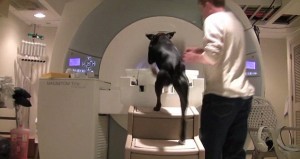 Comportement : comment le cerveau d'un chien réagit-il aux ordres de son maître ?