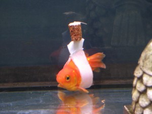 Santé : un accessoire fait maison au service du handicap des poissons