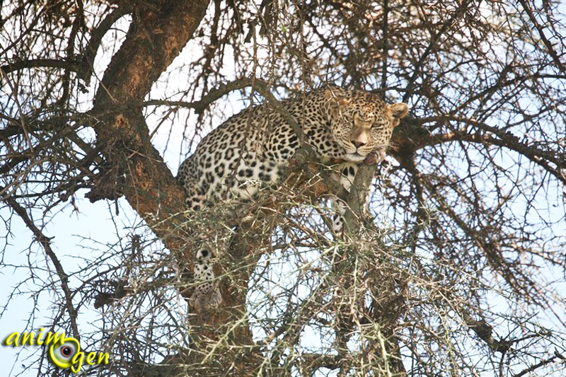 Le léopard Panthera pardus un félin insaisissable animOgen