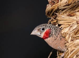 L'Amadine cou coupé, ou Amadina fasciata