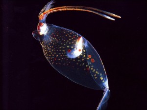 La bioluminescence au service des créatures marines et terrestres