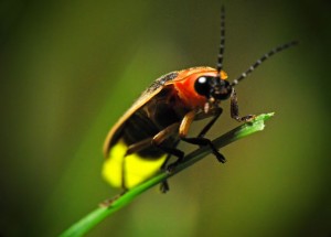 La bioluminescence au service des créatures marines et terrestres