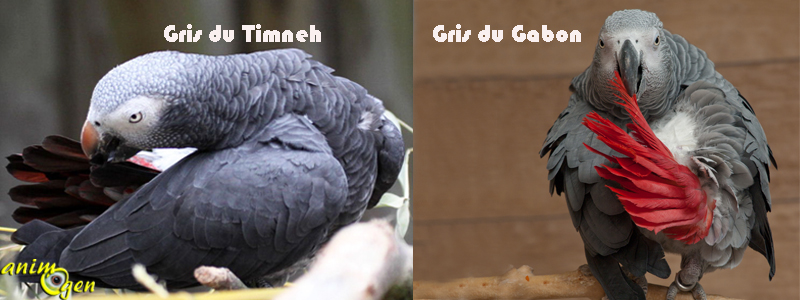 Gris du Timneh et gris du Gabon quelles sont les diff rences de