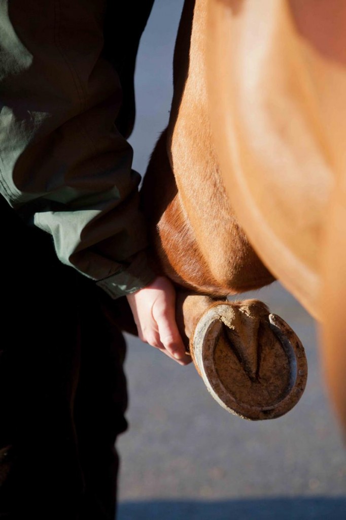 La visite vétérinaire, un impératif avant l'achat d'un cheval