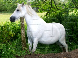 La visite vétérinaire, un impératif avant l'achat d'un cheval