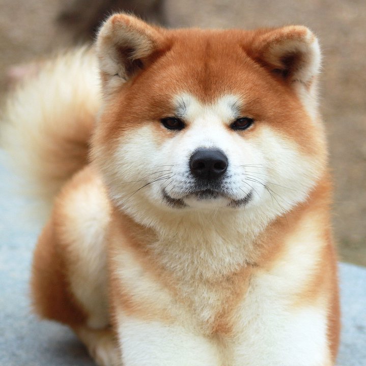 L’Akita Inu, ou Akita ken, chien du patrimoine national japonais | animOgen