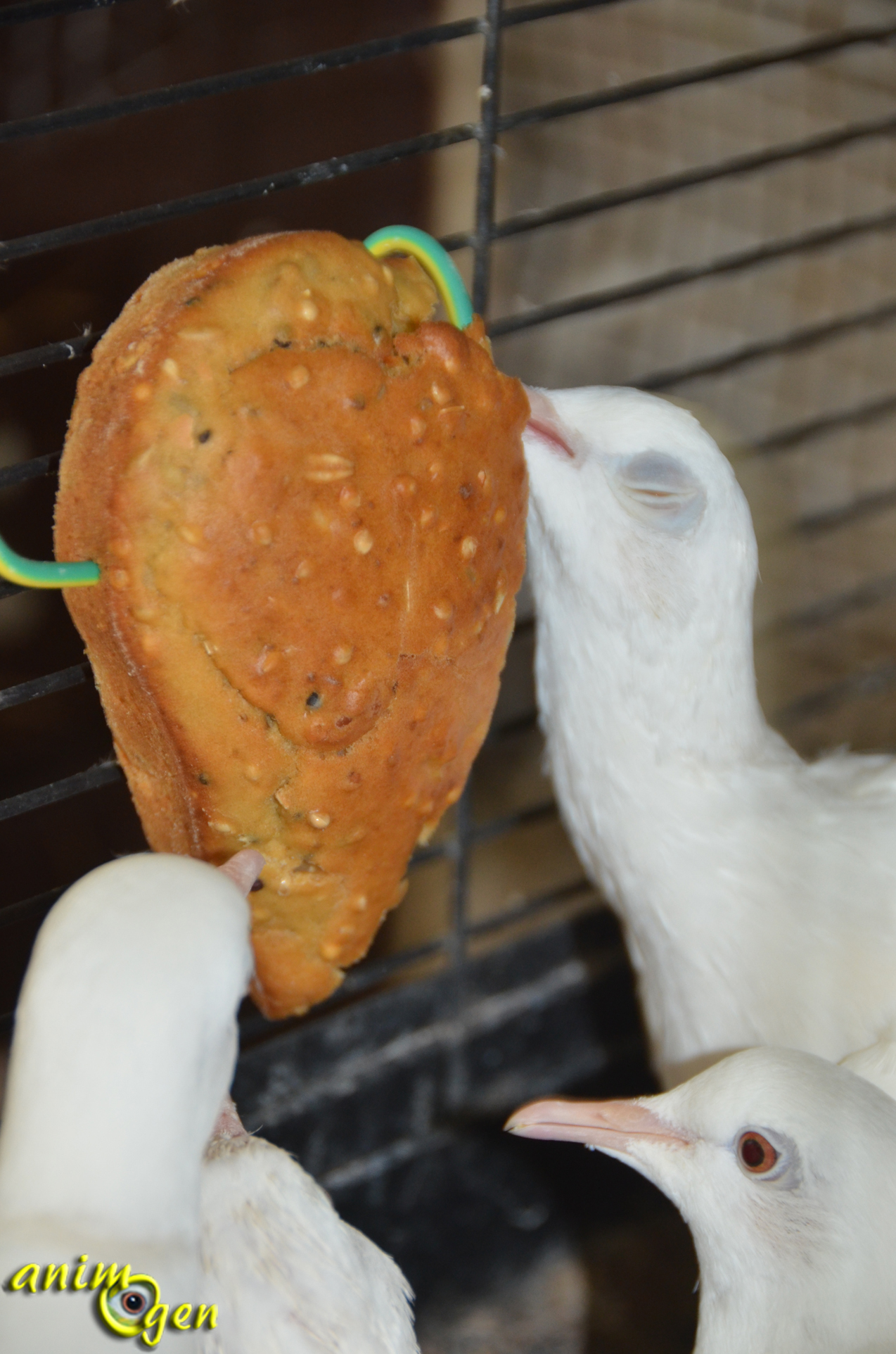 Alimentation Recette De Biscuits Aux Graines Pour Oiseaux Exotiques Pigeons Et Colombes Animogen