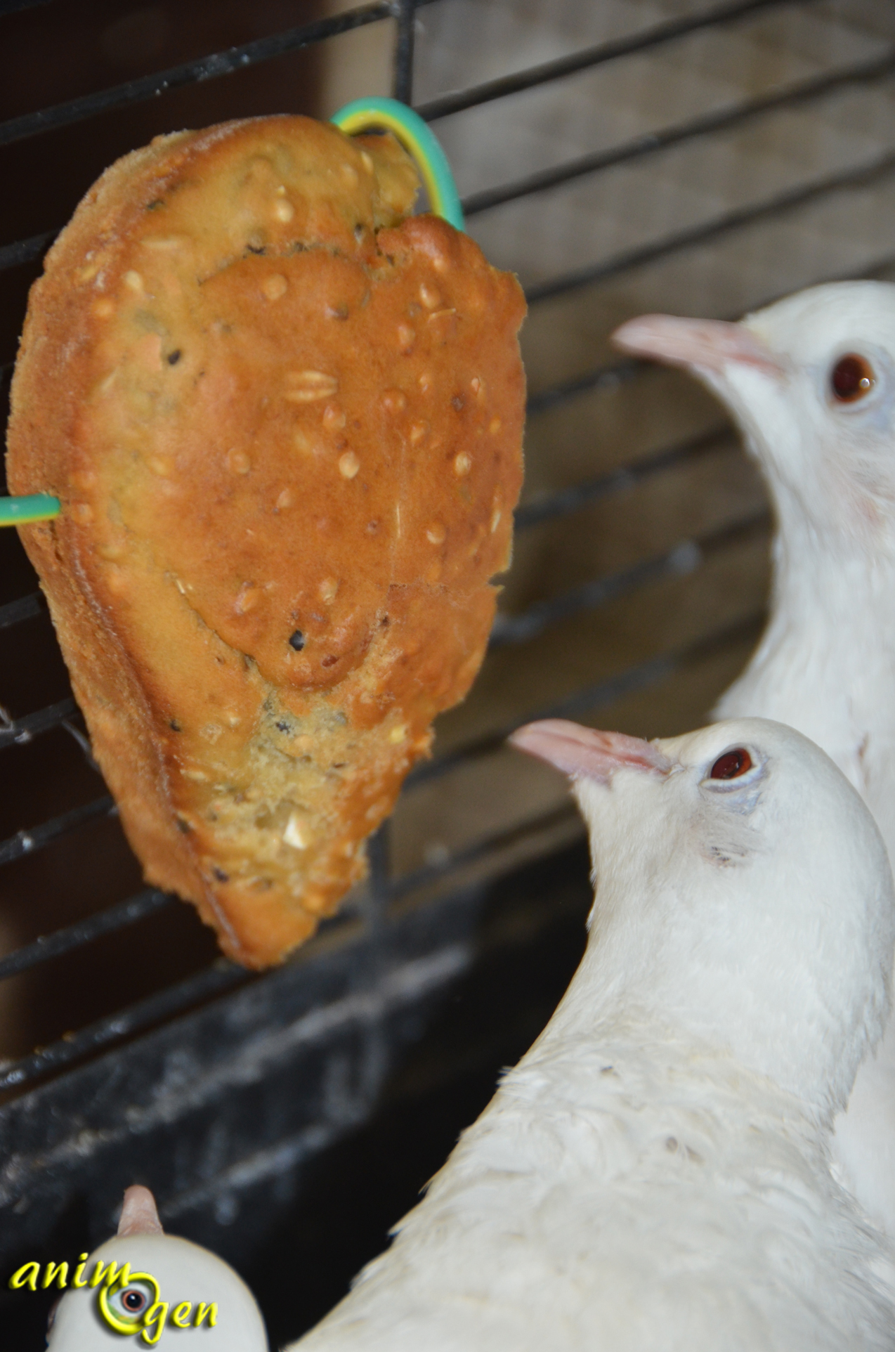 Alimentation Recette De Biscuits Aux Graines Pour Oiseaux Exotiques Pigeons Et Colombes Animogen