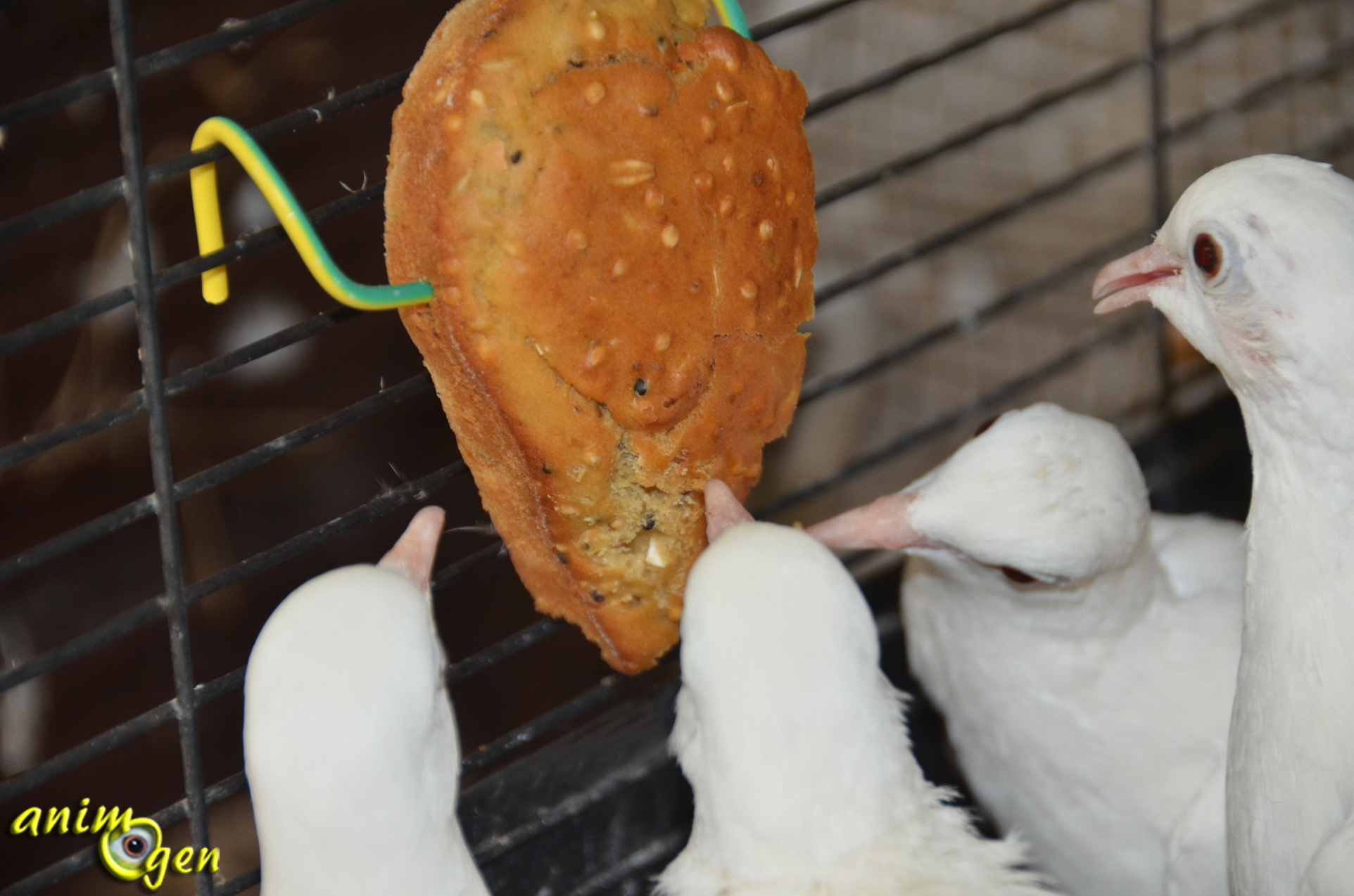 Alimentation Recette De Biscuits Aux Graines Pour Oiseaux Exotiques Pigeons Et Colombes Animogen