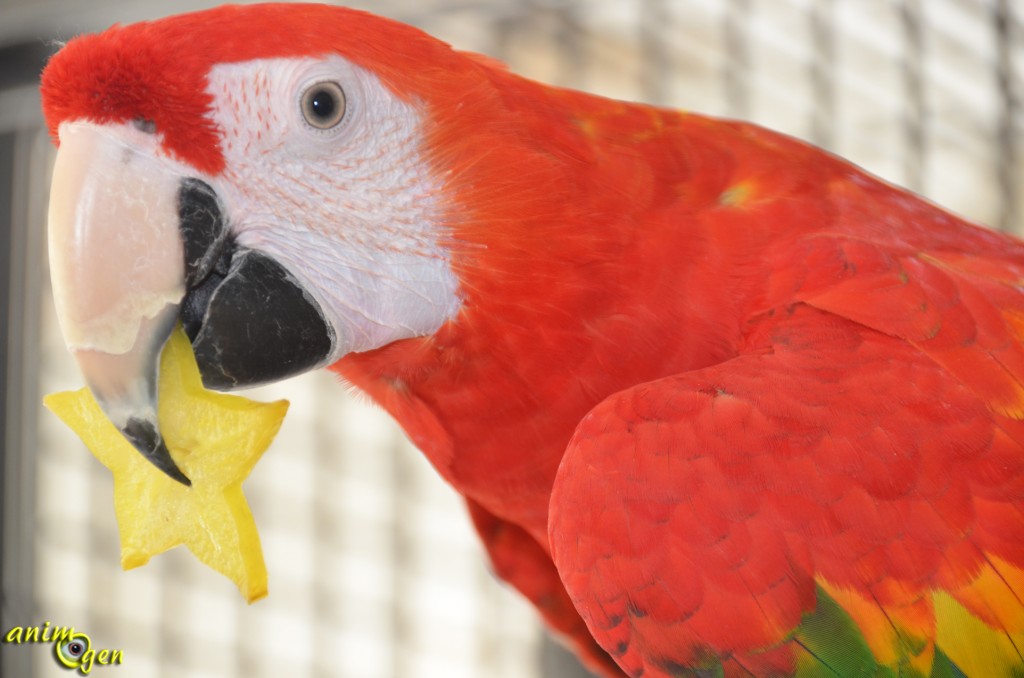 Alimentation : la carambole, un fruit étoilé pour nos perroquets