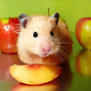Alimentation : comment bien nourrir un hamster ?