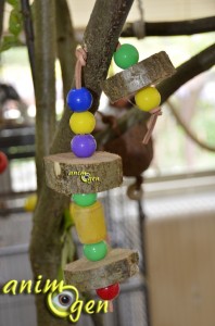 Fabriquer un jouet pour perroquet avec des tronçons de bois vert