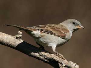 Le moineau doré, ou Passer luteus, un oiseau au ramage puissant