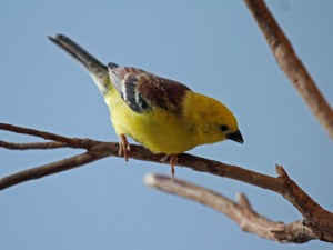 Le moineau doré, ou Passer luteus, un oiseau au ramage puissant