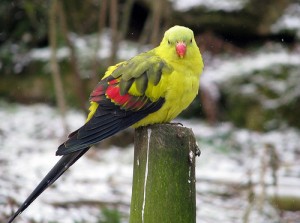 La perruche mélanure, ou Polytelis anthopeplus monarchoides, doux oiseau d'Australie