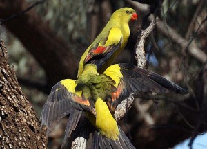 La perruche mélanure, ou Polytelis anthopeplus monarchoides, doux oiseau d'Australie