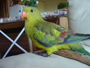 La perruche mélanure, ou Polytelis anthopeplus monarchoides, doux oiseau d'Australie