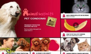 Santé : les préservatifs pour chiens et chats, une méthode révolutionnaire de contraception