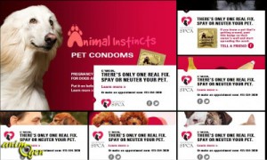 Santé : les préservatifs pour chiens et chats, une méthode révolutionnaire de contraception