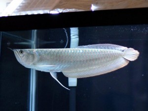 L’Arowana silver, ou Arowana argent, Osteoglossum bicirrhosum, un poisson à ne pas mettre entre toutes les mains