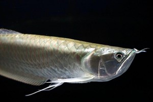 L’Arowana silver, ou Arowana argent, Osteoglossum bicirrhosum, un poisson à ne pas mettre entre toutes les mains