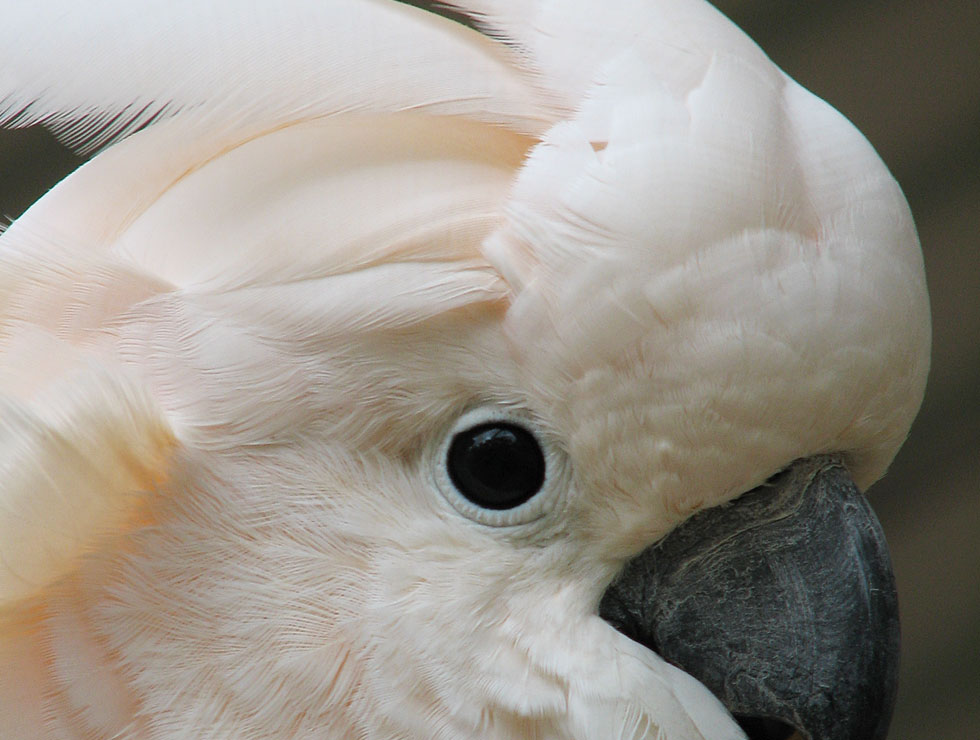 Le Cacato s des Moluques ou Cacatua moluccensis animOgen