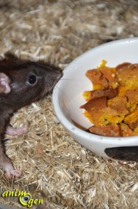 Alimentation : recette de gâteau croustillant à la citrouille pour nos rats et souris